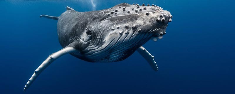 Baleine à bosse