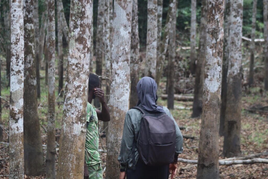 Marche guidée en forêt primaire