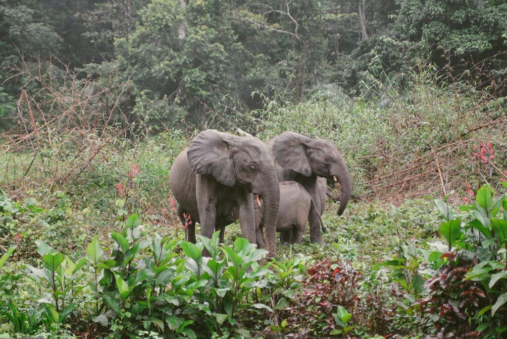 Famille d'éléphants de forêt