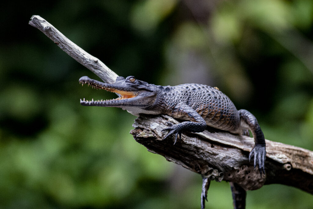 Faux-gavial sur une branche