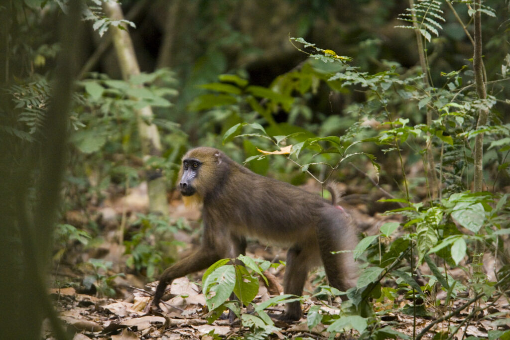 Mandrill en forêt