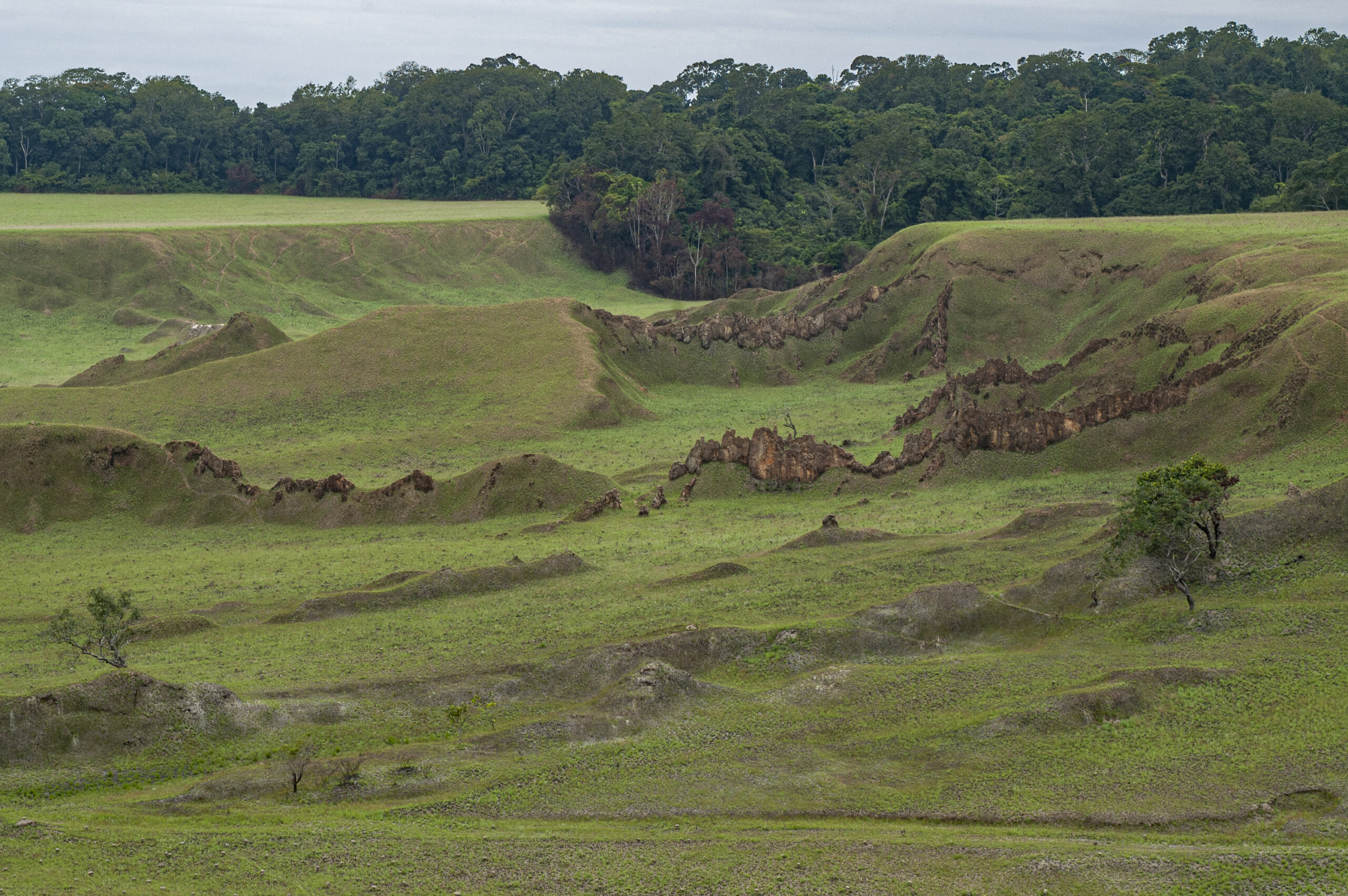 Savane et forêt-galerie du parc national de la Lopé