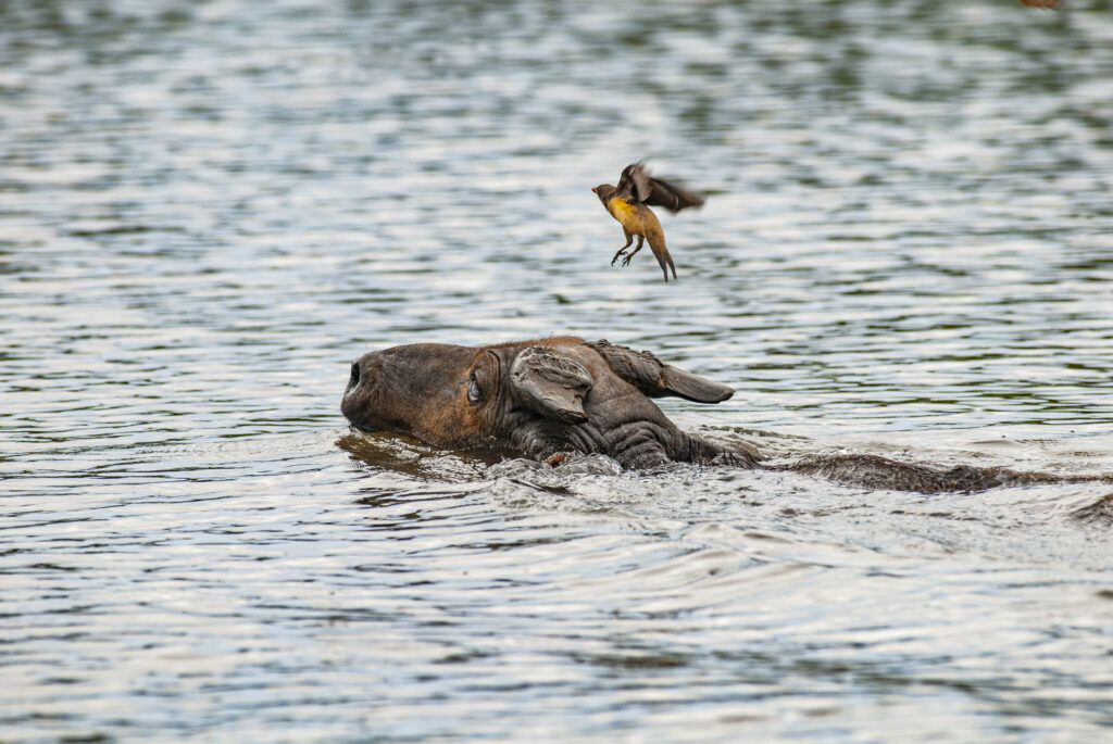 Buffle de forêt nageant