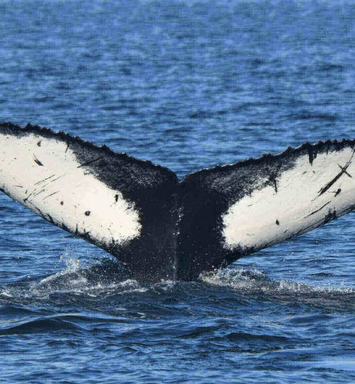 H944_BPJ200813_1275-scaled