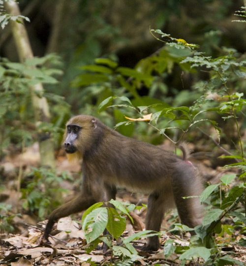 Mandrillus sphinx
