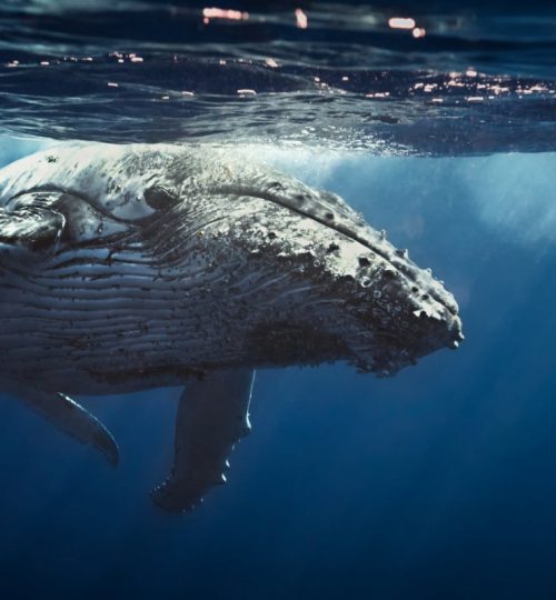 adobestock-73252426-1280x800